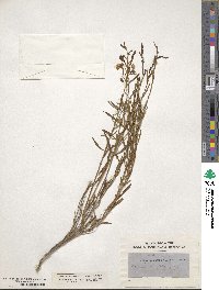 Image of Bouchea linifolia