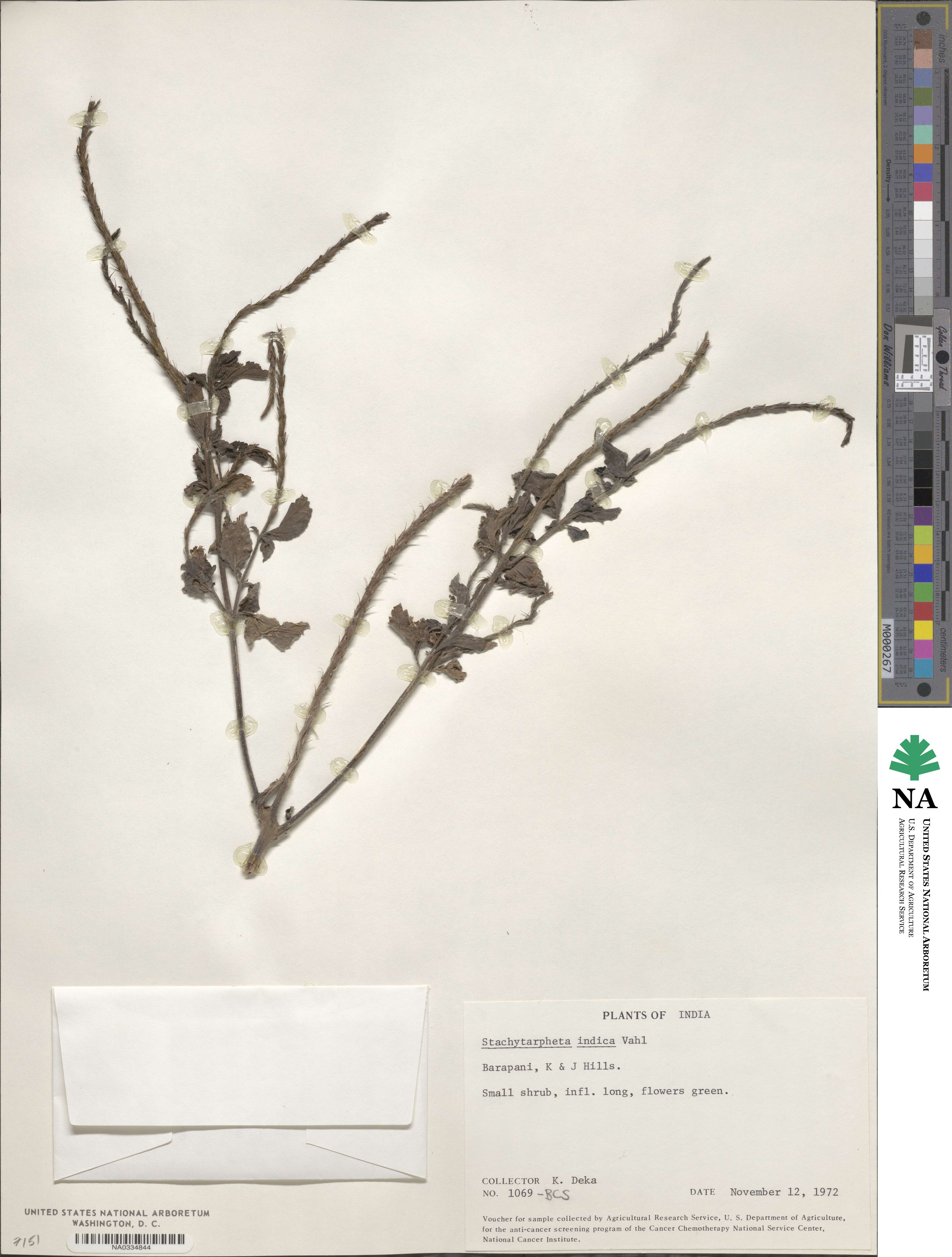 Stachytarpheta indica image