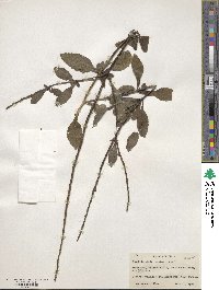 Stachytarpheta indica image