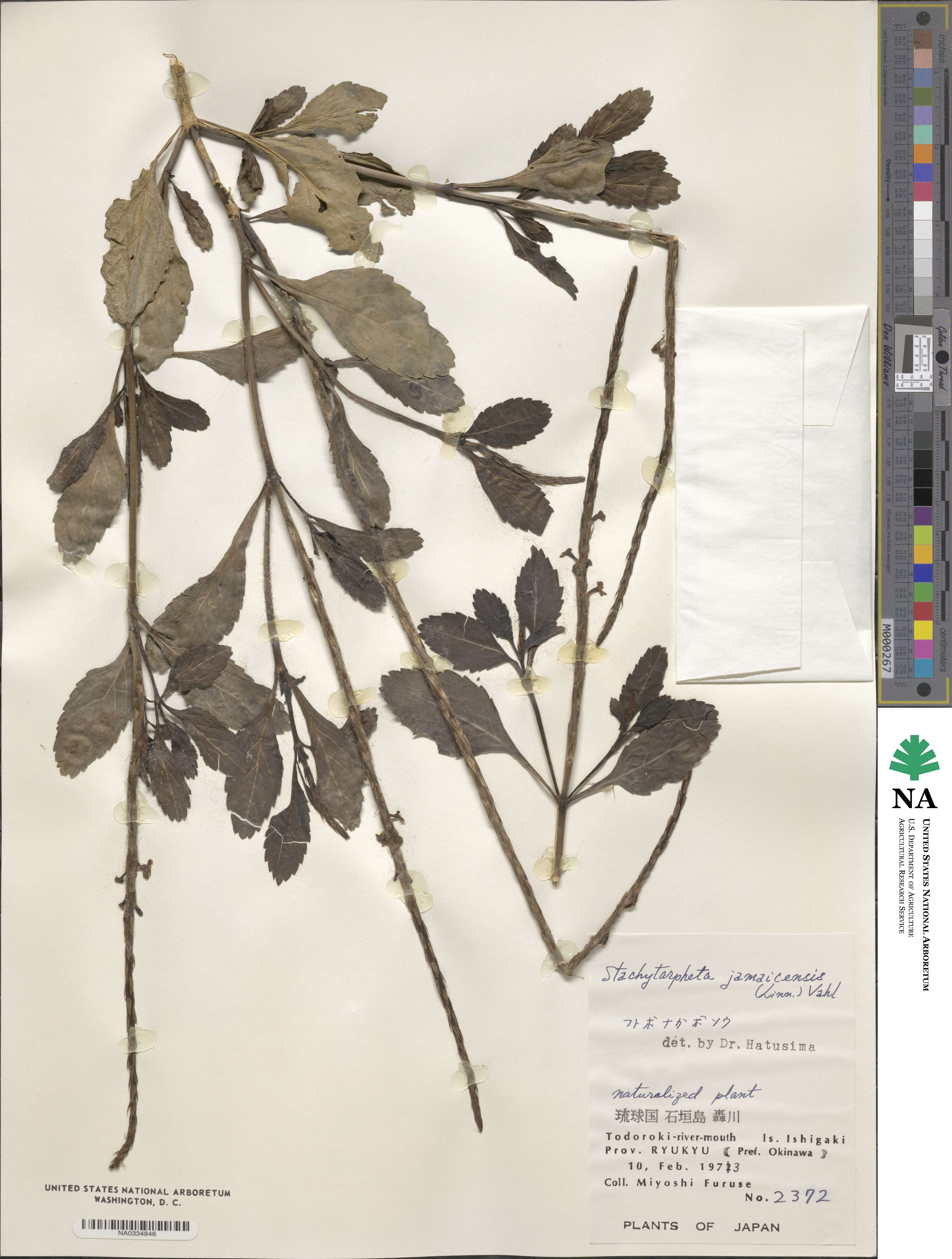 Stachytarpheta jamaicensis image