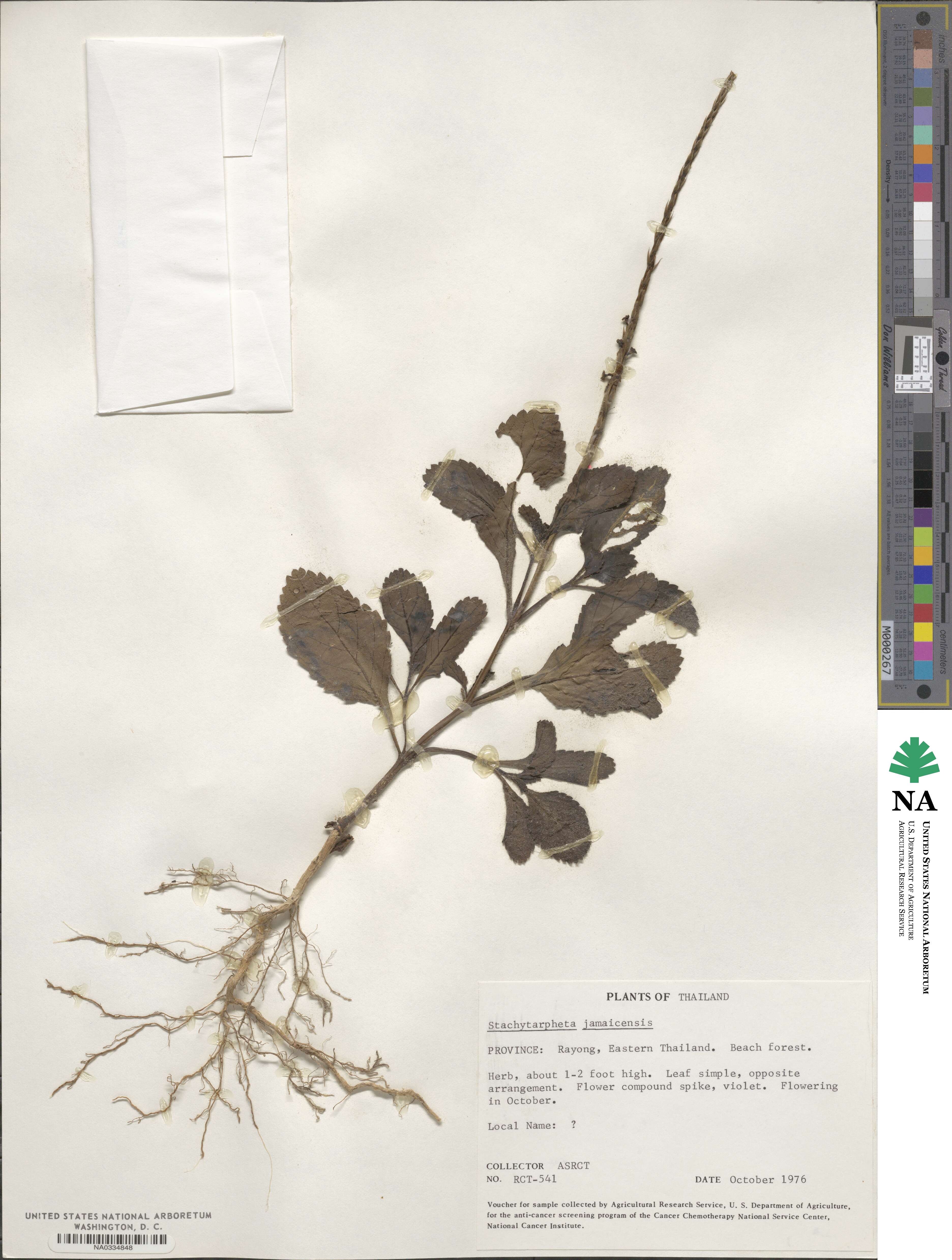 Stachytarpheta image
