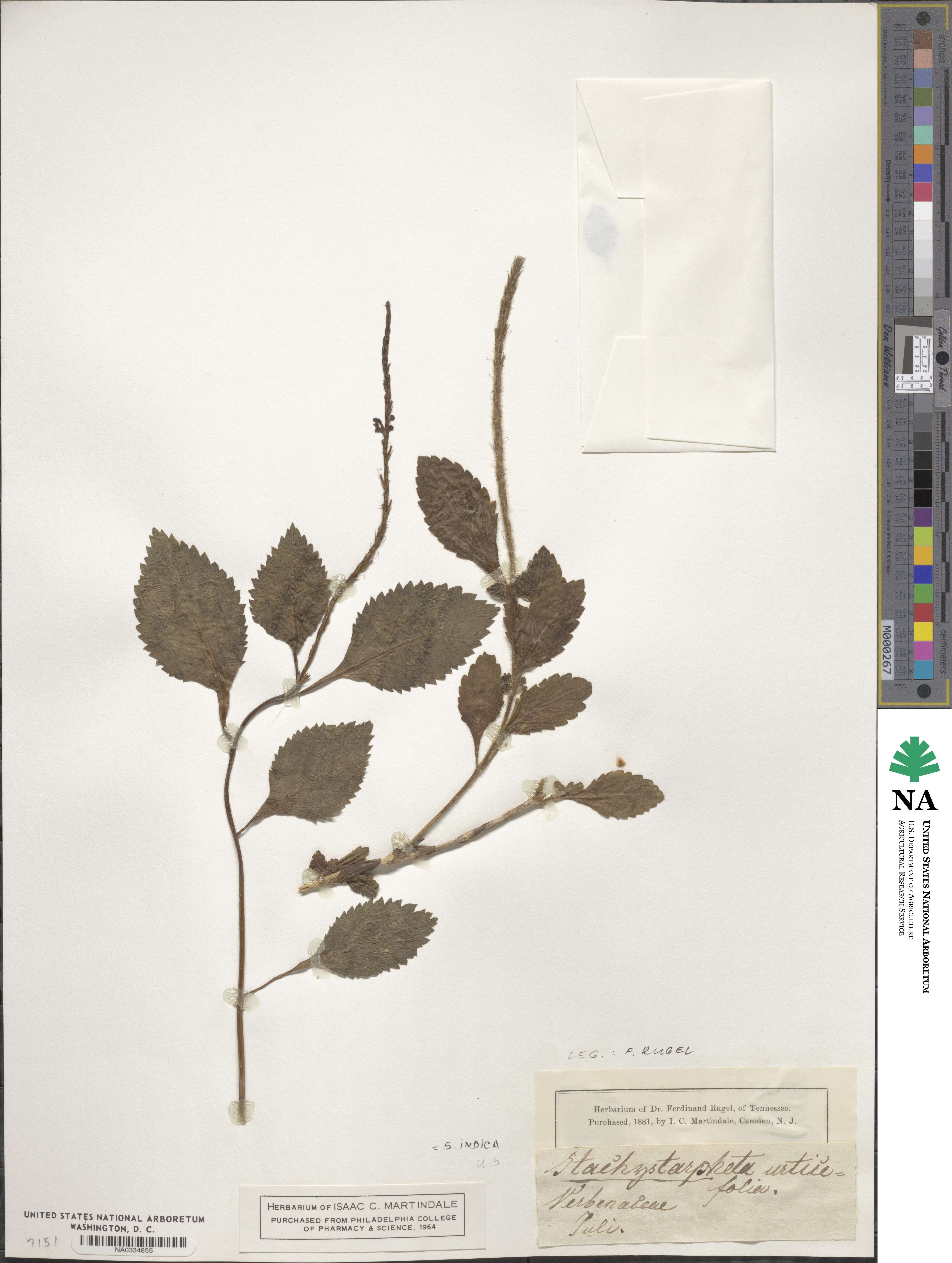 Stachytarpheta indica image