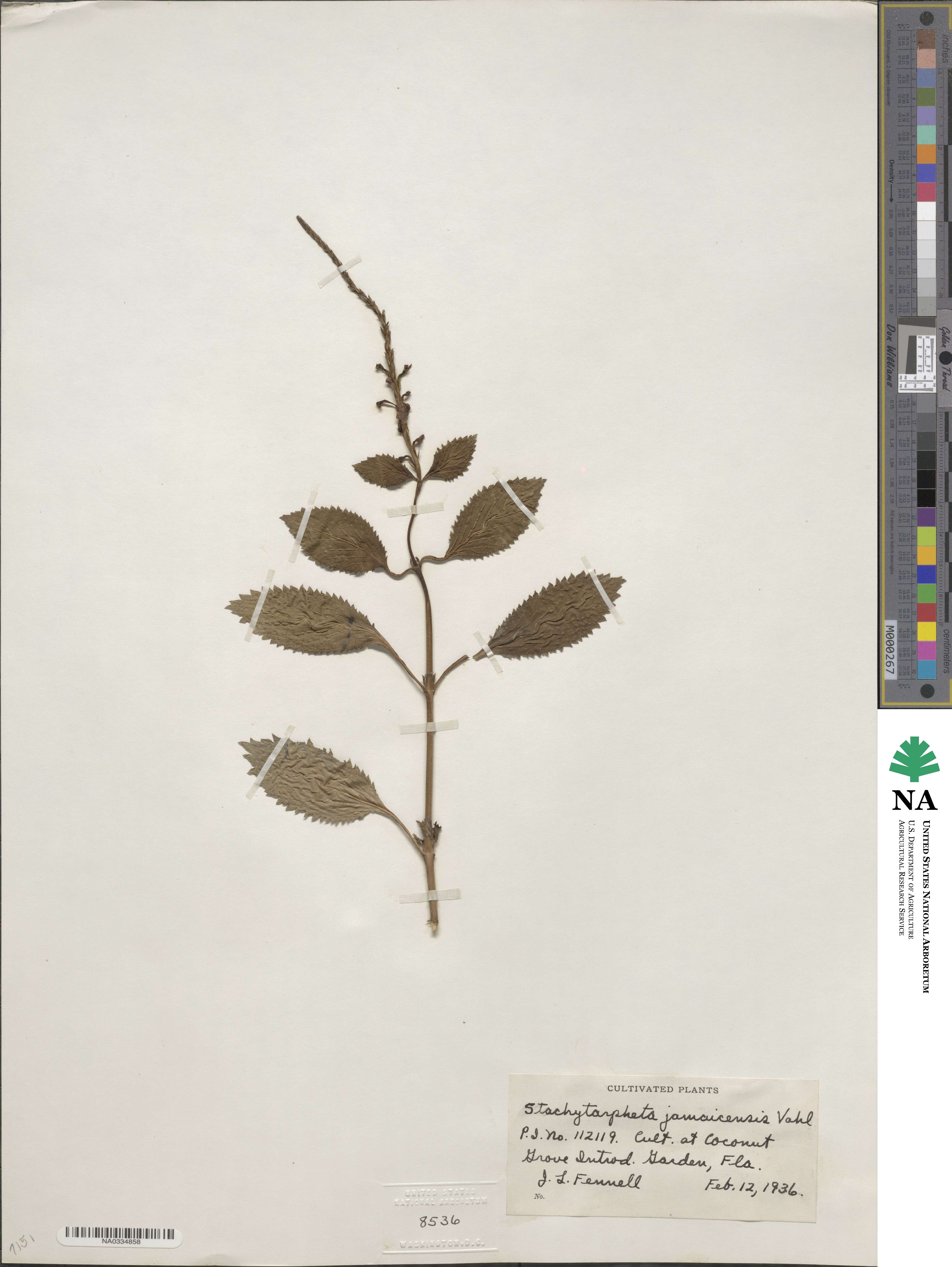 Stachytarpheta jamaicensis image