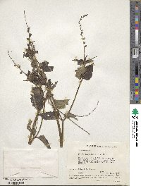 Priva lappulacea image