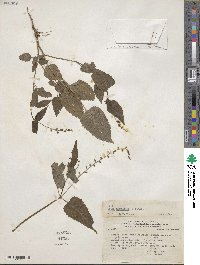 Priva lappulacea image