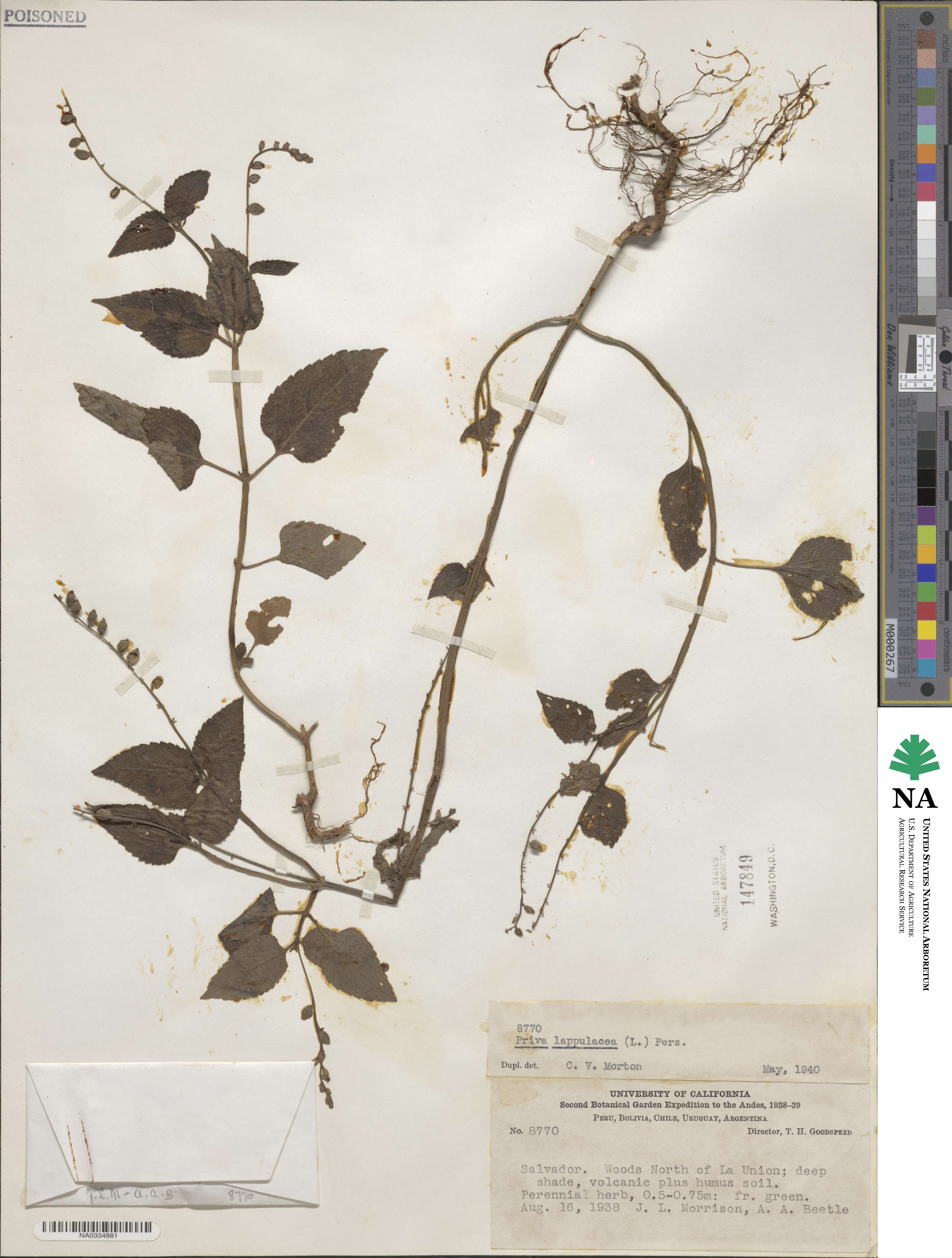 Priva lappulacea image