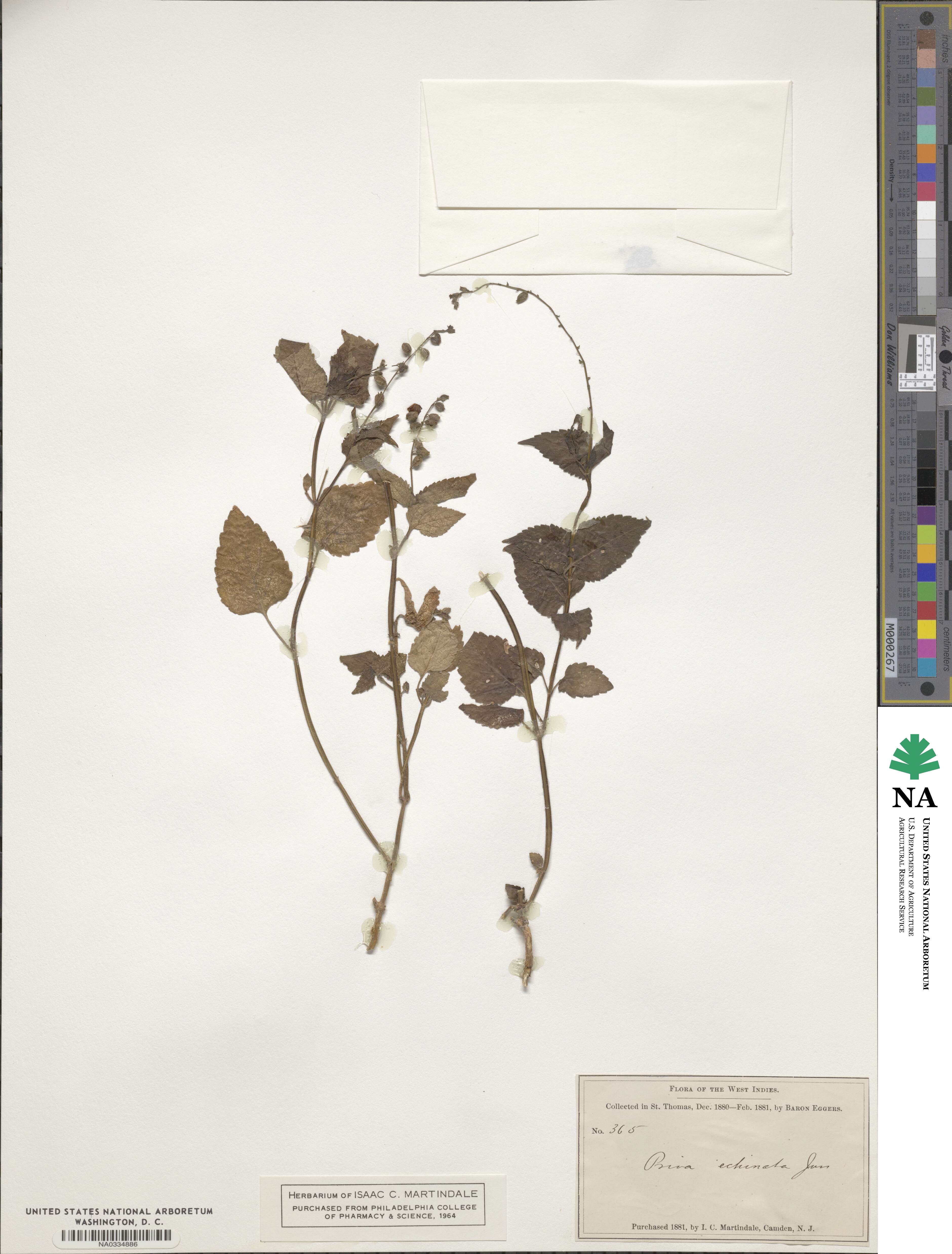 Priva lappulacea image