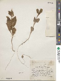 Image of Pitraea cuneato-ovata