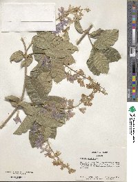 Petrea volubilis image