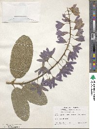 Petrea volubilis image