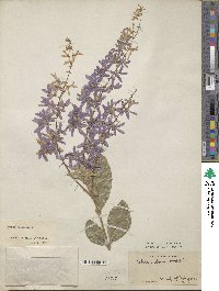 Petrea volubilis image