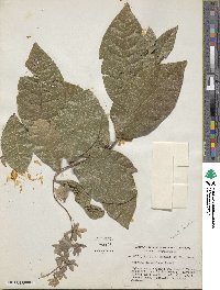 Petrea volubilis image