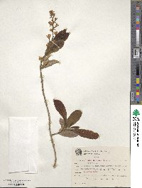 Petrea volubilis image