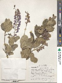 Petrea rugosa image