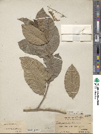 Petrea volubilis image