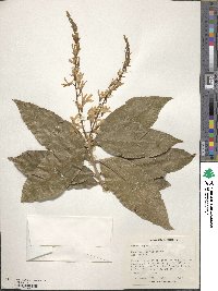 Petrea volubilis image