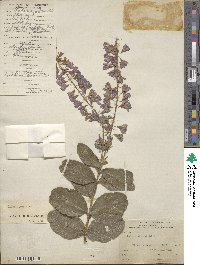 Petrea rugosa image