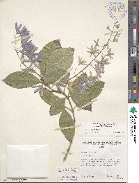 Petrea volubilis image