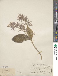 Petrea volubilis image