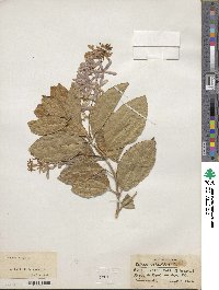 Petrea volubilis image