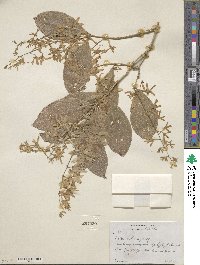 Petrea volubilis image