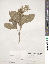 Petrea volubilis image