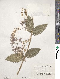 Petrea volubilis image