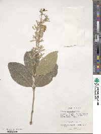 Petrea volubilis image