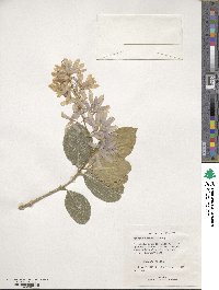 Petrea volubilis image