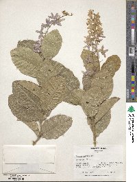 Petrea volubilis image