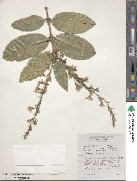 Petrea volubilis image