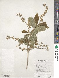 Petrea volubilis image