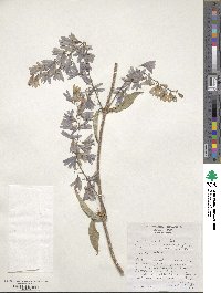 Petrea volubilis image