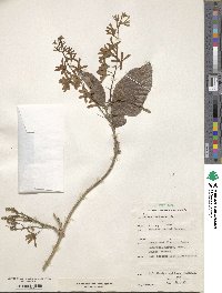 Petrea volubilis image