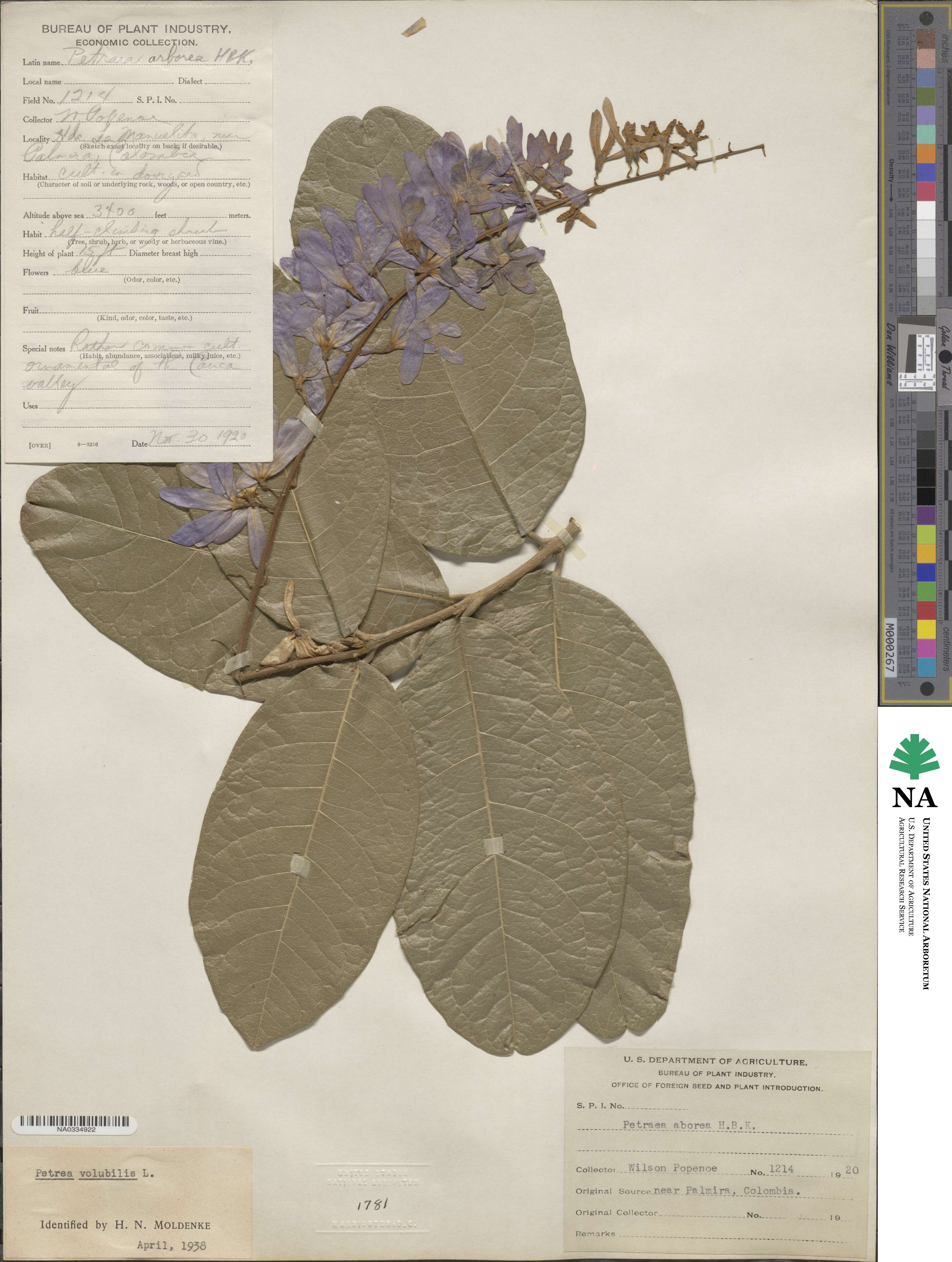 Petrea volubilis image