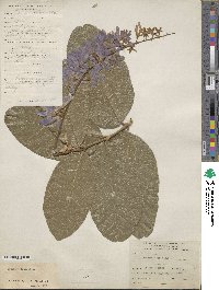 Petrea volubilis image