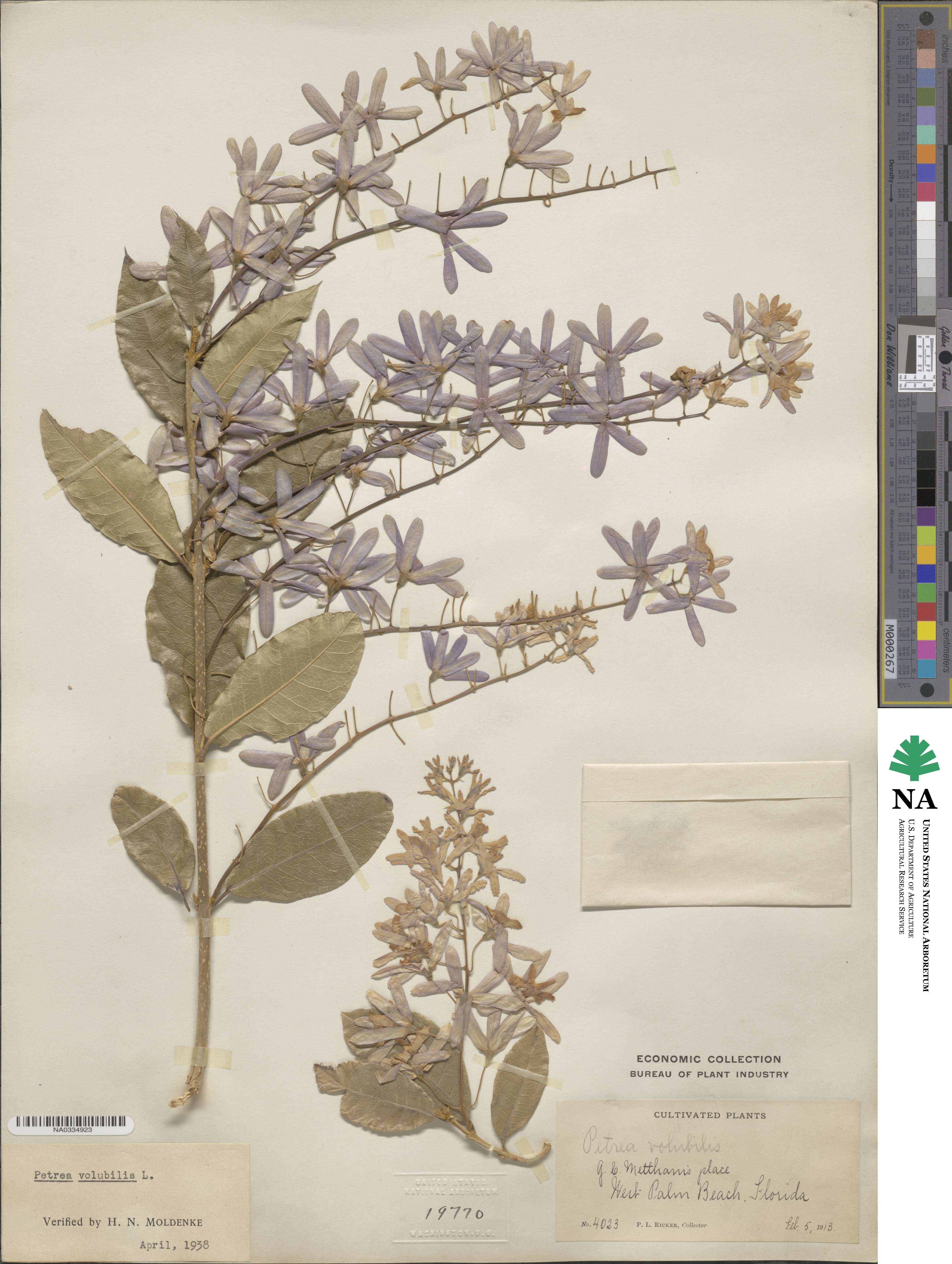 Petrea volubilis image