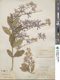 Petrea volubilis image