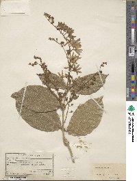 Petrea volubilis image