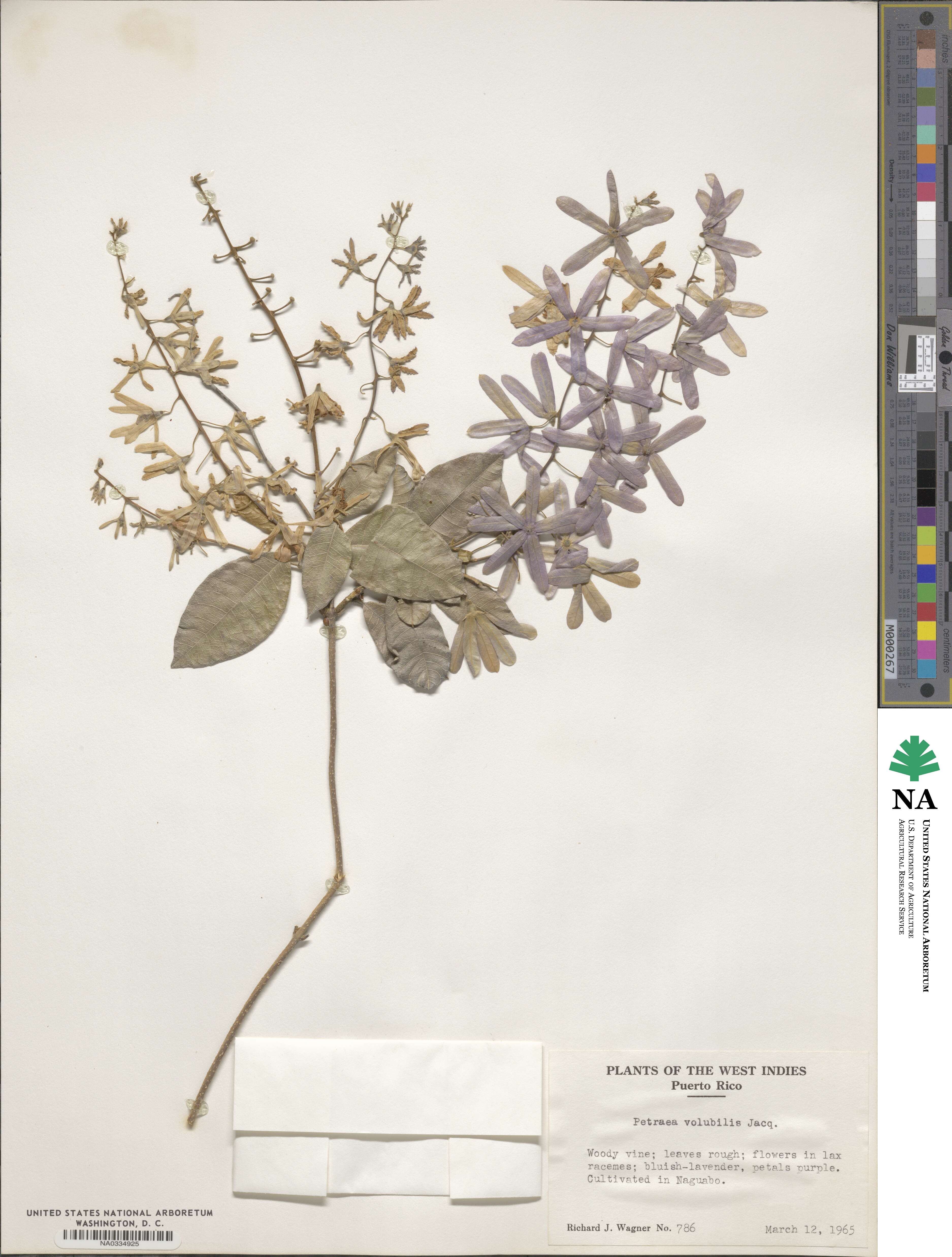 Petrea volubilis image