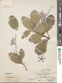 Petrea volubilis image