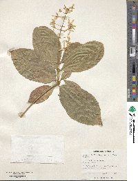 Petrea volubilis image