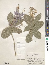 Petrea volubilis image