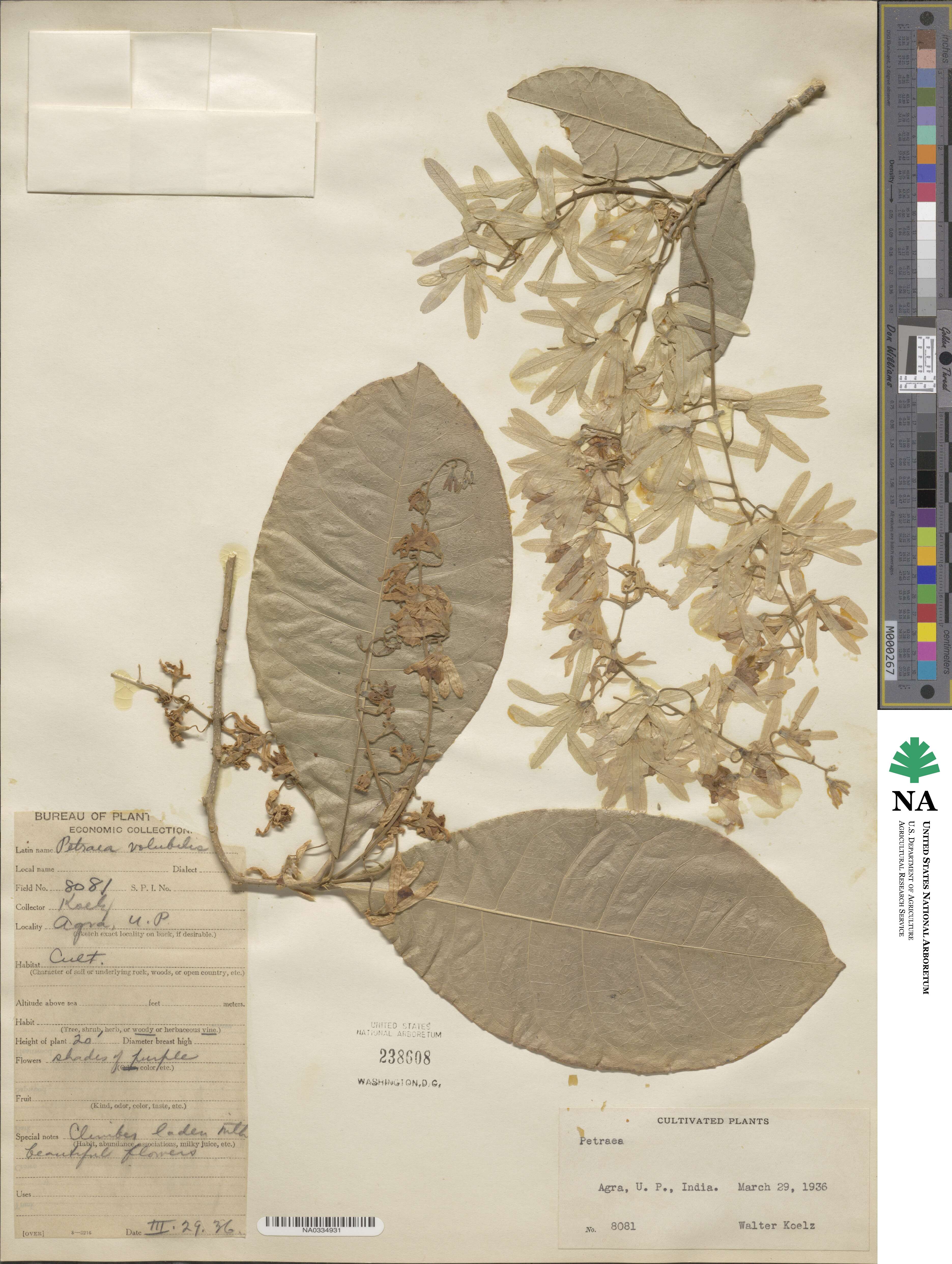 Petrea volubilis image