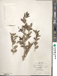 Citharexylum berlandieri image