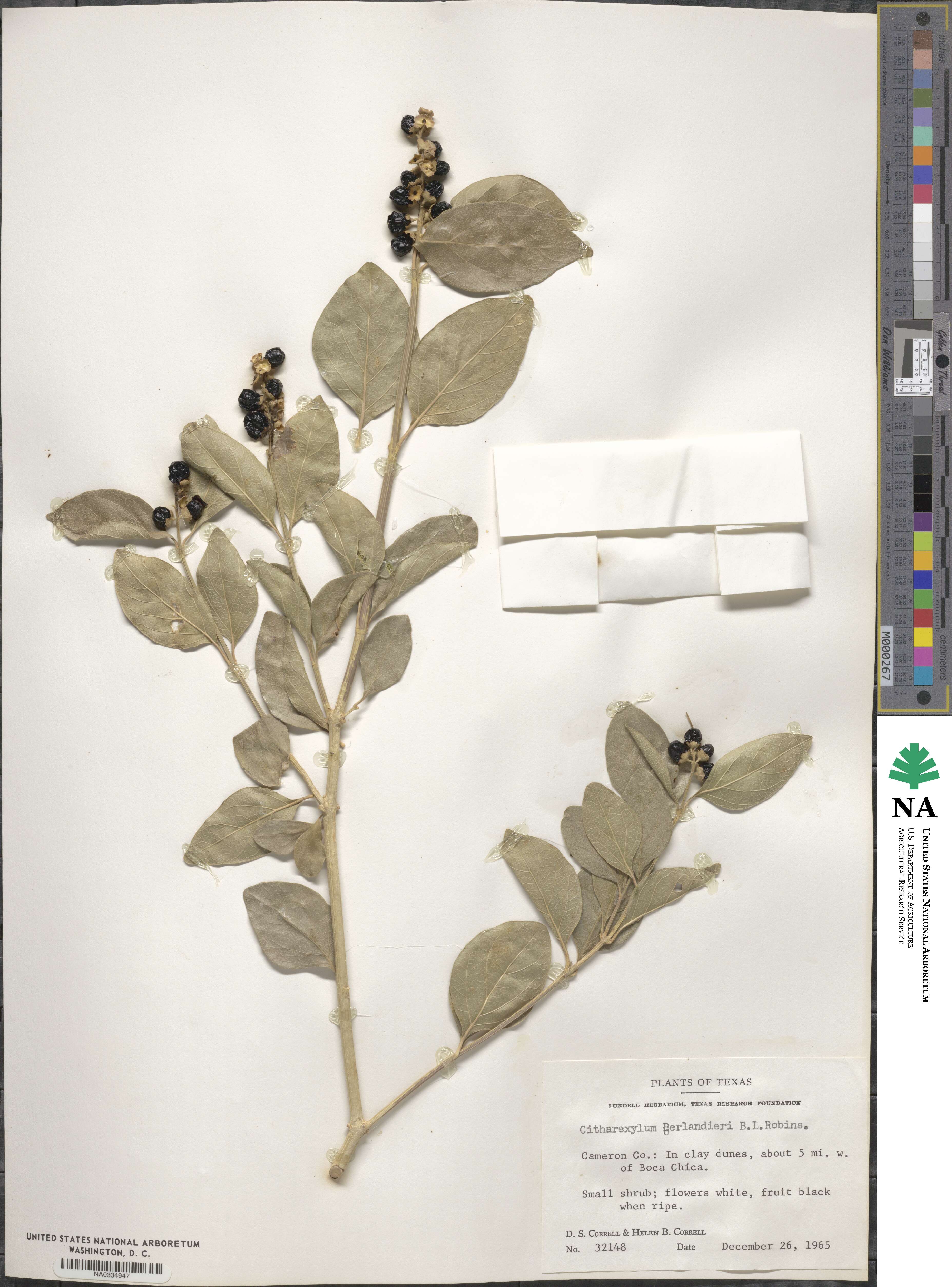 Citharexylum berlandieri image