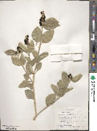 Citharexylum berlandieri image