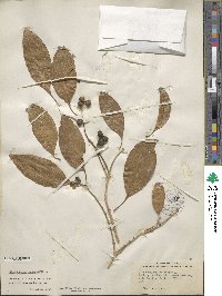 Citharexylum spinosum image