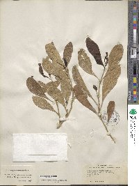 Citharexylum spinosum image