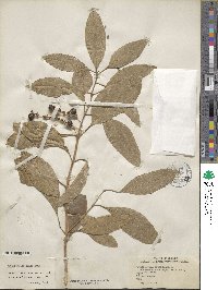 Citharexylum spinosum image